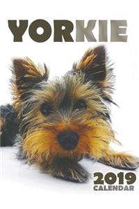 Yorkie 2019 Calendar