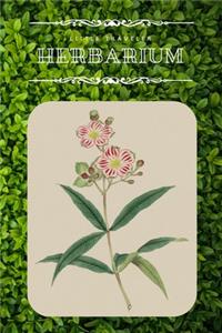 Little Traveler Herbarium