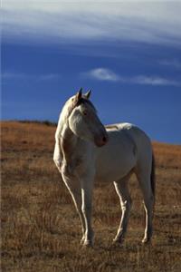 2020 Weekly Planner Horse Photo Equine Standing Horse 134 Pages