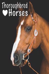 Thoroughbred Horses