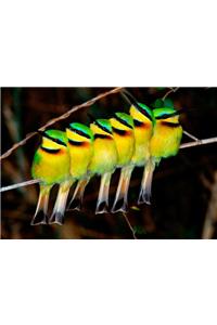 Little Bee-Eaters Notecard