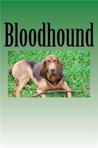 Bloodhound