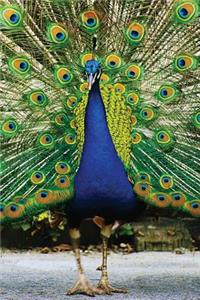 Peacock Journal