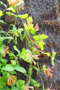 Honeysuckle Vine Flower Buds Journal