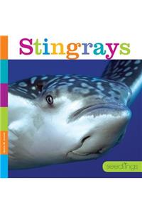 Stingrays