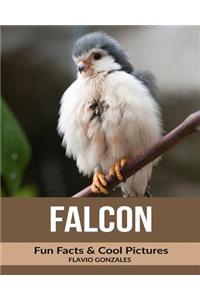 Falcon: Fun Facts & Cool Pictures