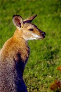 A Wallaby in Queensland Australia Journal