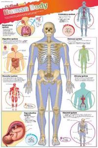DKfindout! Human Body Poster
