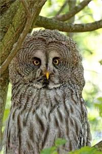 Wise Old Owl in a Tree Journal