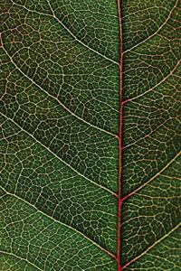 Leaf Veins Notebook