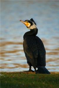 Great Cormorant (Phalacrocorax Carbo) Bird Journal