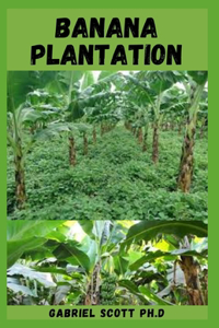 Banana Plantation