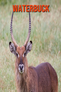 Waterbuck