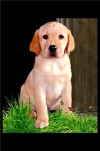 Labrador
