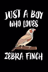 Just A Boy Who Loves Zebra Finch