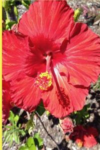Red Hibiscus Flower Notebook