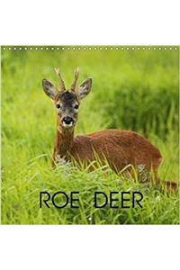 Roe Deer 2018