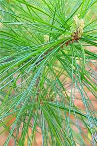 Fresh Spring Pine Needles Journal