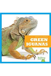 Green Iguanas