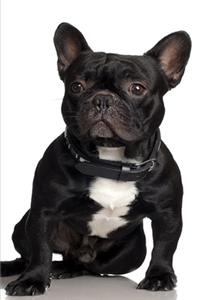 2020 Weekly Planner French Bulldog Cute Dog Photo 134 Pages