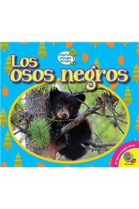 Osos Negros