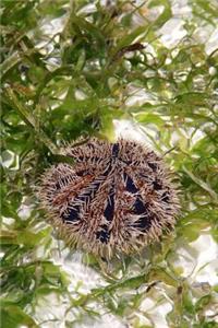 Sea Urchin in a Tide Pool Journal
