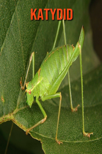 Katydid