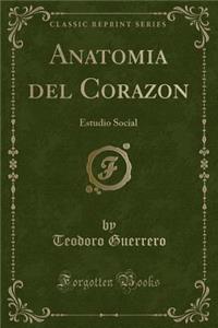 Anatomia del Corazon