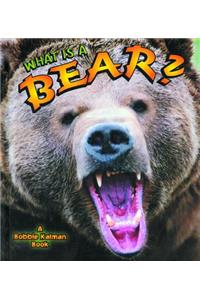 What is a Bear?