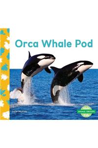Orca Whale Pod