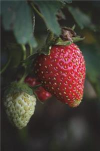 Strawberry Plant Journal