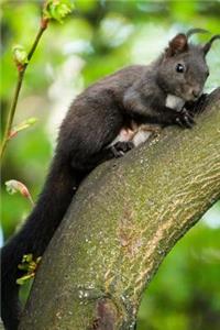Gray Squirrel Journal: 150 Page Lined Notebook/Diary