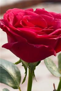 Close Rose Journal