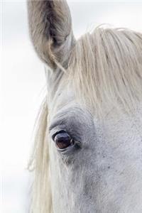 A Wonderful White Horse Up Close Portrait Journal