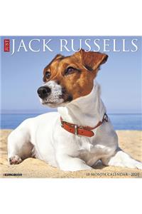 JACK RUSSELLS 2020 WALL CALENDAR