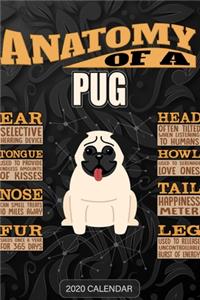 Anatomy Of A Pug
