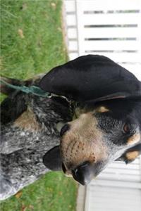 Bluetick Coonhound Dog Profile Journal