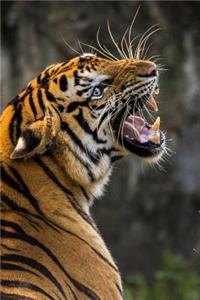 Huge Tiger Yawning Journal