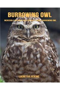 Burrowing Owl