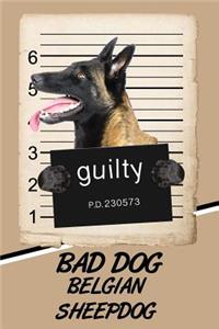 Bad Dog Belgian Sheepdog