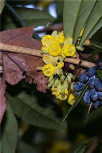 Barrberry Blooms and Berries Journal