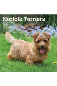 Norfolk Terriers 2020 Square Btuk