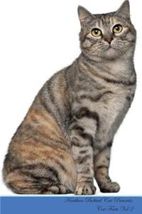 Kurilian Bobtail Cat Presents
