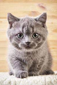 Cute Kitten