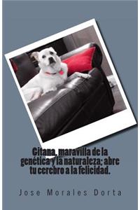 Gitana, maravilla de la genética y la naturaleza; abre tu cerebro a la felicidad.