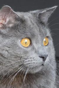 The Chartreux Cat Journal 