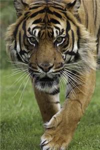 Portrait of a Sumatran Tiger Journal