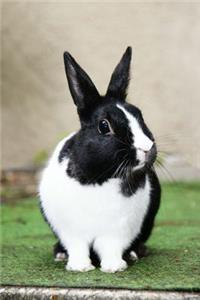 Such a Pretty Black and White Bunny Rabbit Journal