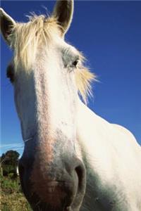 Journal Herd White Horses Equine