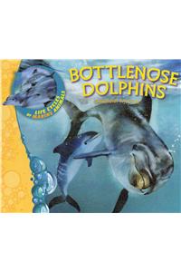 Bottlenose Dolphins